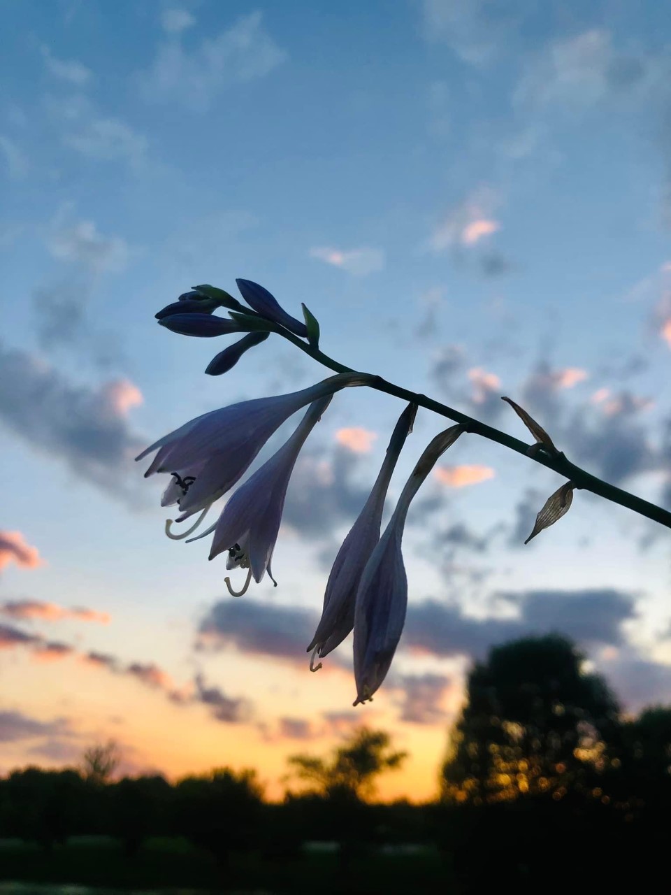 Flowers with sunset sky background - photo by E Horseman
