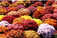 2025 Annual Fall Mum Sale for ASA  Adopt-a-Unit